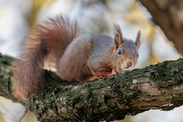 Naklejka na ściany i meble Closeup of a Red squirrel on a tree branch