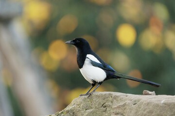 Closeup shot of a single Eurasian magpie bird on a rock in the blurred background.