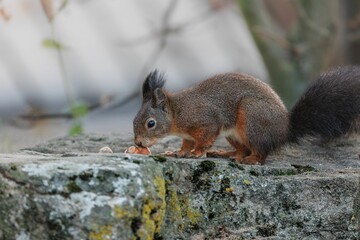 Closeup shot of a single Sciurine animal on a rock in blurred background.