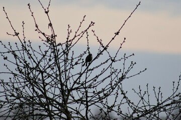 branches of a tree in the sunset