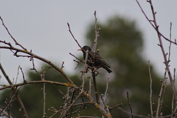 bird on a branch