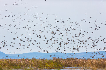 A large flock of birds flies on a lake with reeds