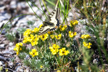 Butterfly Papilio machaon sits on yellow flowers