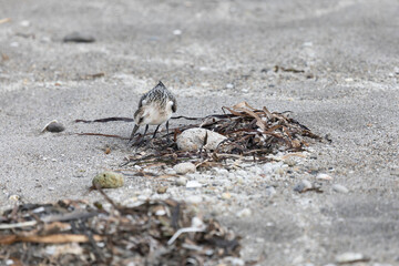 Calidris is looking for insects in the sand among the seaweed. Kunashir Island