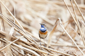 Male Bluethroat sitting on reeds  close up
