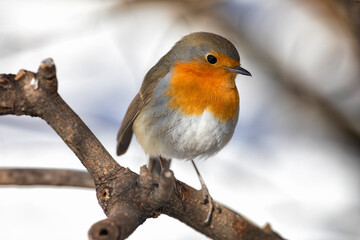 Robin bird sits on a tree branch