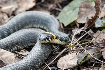 Grass snake lies on old foliage. Close up