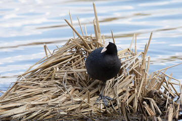 An adult Eurasian coot stands on old reeds on the lake