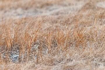 Fototapeta premium Field pipit hidden in dry grass
