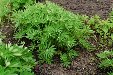 Obraz premium young lupinus before flowering. in the spring in the garden.