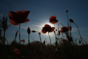 Poppy flowers bloom against the background of the sky