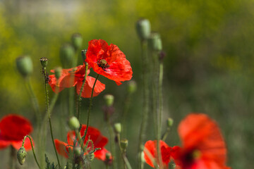 Fototapeta premium Poppy flowers bloom against the background of the sky