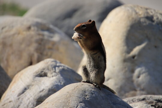 chipmunk on rock - Powered by Adobe