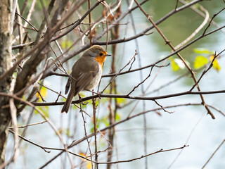 Red-breasted robin ( Erithacus rubecula)