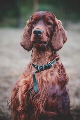 Vertical portrait shot of a beautiful Irish Setter dog.