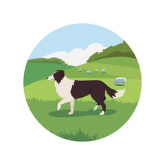 Sheepdog walking on the field with sheeps, flat vector illustration isolated on white background.
