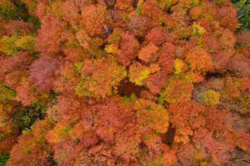 Aerial view of forest in foliage season. Natural green, orange and yellow background.