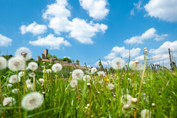 Obraz premium Blick zur Burgruine Wachtenburg in Wachenheim. Region Pfalz im Bundesland Rheinland-Pfalz in Deutschland