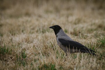 Obraz premium Closeup of a Eurasian magpie on the ground in a field in Norway