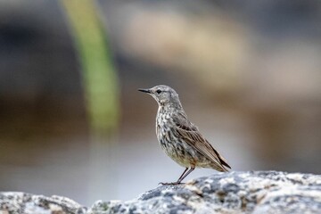 Beautiful view of an Altai bird perched on a rock looking ahead