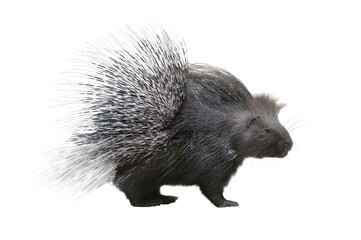 porcupine isolated on white background