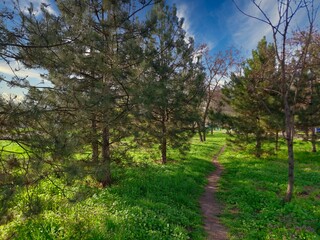 Fototapeta na wymiar the path goes through the pine forest