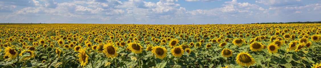 Fototapeta premium Field Bloom Yellow Sunflower against a Blue Sky in Sun on a Farm. Agriculture. Panoramic banner.