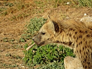 Hyena with bone