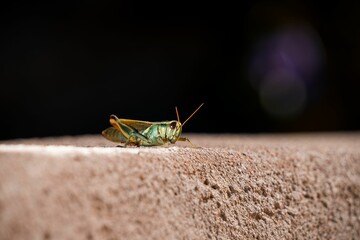 Grasshopper sitting on a big stone with blur black background
