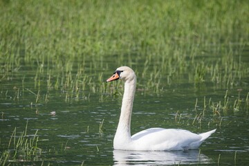 Beautiful view of a splendid and unique white swan in a mossy pond
