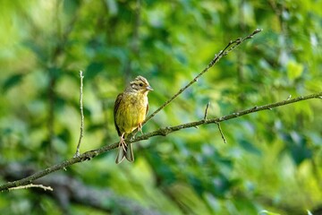 Beautiful view of a colorful  Altai bird perched on a branch looking ahead