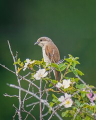 Beautiful view of an Altai bird perched on a branch looking ahead