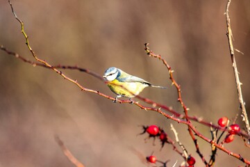 Beautiful view of an Altai bird perched on a branch looking ahead