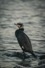 Beautiful view of a big black cormorant perched on a small stone in the sea