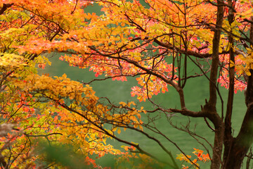 白駒池湖畔のサラサドウダンツツジの紅葉