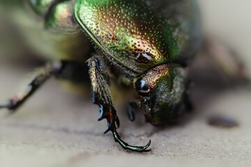 Closeup of a Pachnoda marginata on a wooden surface