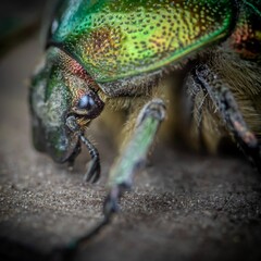 Closeup of a Pachnoda marginata on a wooden surface
