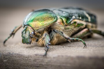 Closeup shot of a beetle