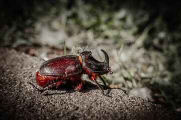 Closeup shot of the European rhinoceros beetle