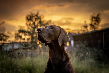 View of a dog on a sunset background
