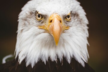 Closeup shot of the bald eagle