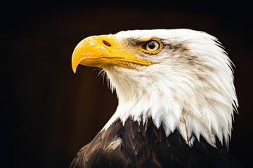 Obraz premium Closeup shot of the bald eagle