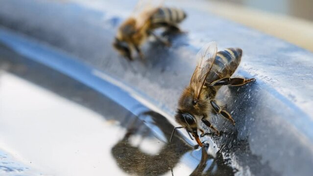 The bee drinks water in the summer. Macro video 4k.