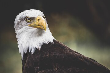 Closeup shot of the bald eagle