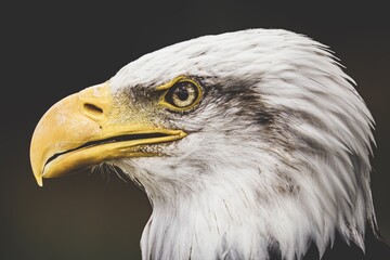 Portrait of the face of a Bald eagle