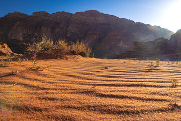 Wadi Rum w Jordanii. Zbliżenie na pustynny piasek na tle skalnych gór i roślin.