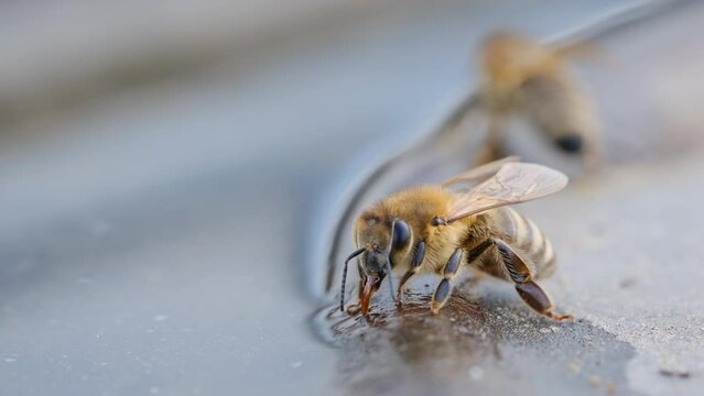 The bee drinks water in the summer. Macro video 4k.