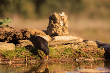 A male blackbird drinks water and watches his reflection