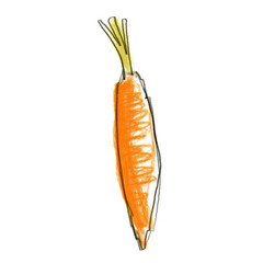 Carrot isolated on white.