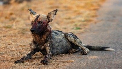 Closeup of a battle-scarred bloody African Wild Dog in Kruger National Park, South Africa